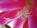Pistil and stamen of Epiphyllum spp.jpg